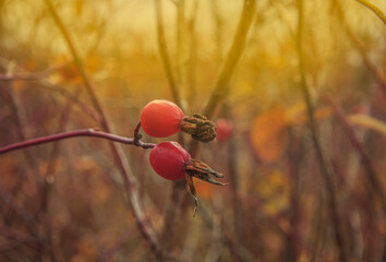 Rosehip bush with reddened leaves and ripe fruits on rare branches