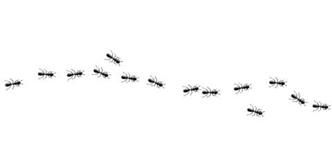 Black ants invasion. Ant trail isolated in white background. Vector illustration