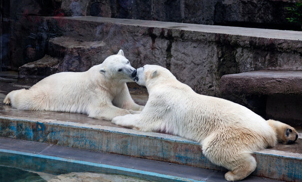 Budapest, Hungary - May 27, 2019: two polar bears kissing each other