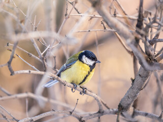 Cute bird Great tit, songbird sitting on a branch without leaves in the autumn or winter.