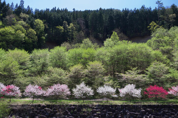 Obraz premium しだれ桃の花と新緑の林