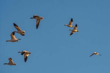 A massive flock of ducks take flight from an empty field in East Arkansas. Multiple hundreds of ducks during their winter migration