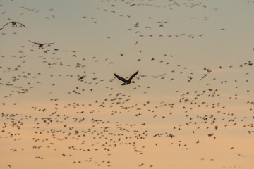 A massive flock of ducks take flight from an empty field in East Arkansas. Multiple hundreds of ducks during their winter migration