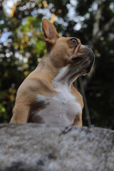 fotograf&iacute;a de mascota en tronco de madera y columpio 