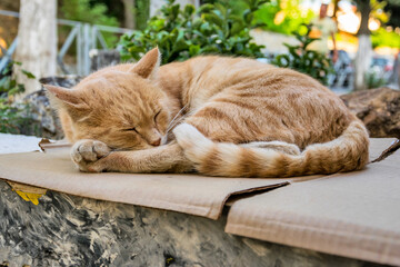 Stray red cat sleeping on the street parapet