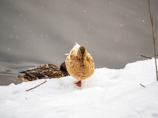 Yellow colored Mallard female Duck on the white snow background. Animal polymorphism