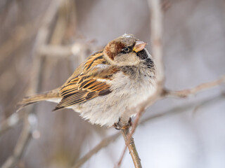 Sparrow sits on a branch without leaves.