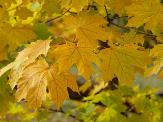 Naklejka na ściany i meble Yellow maple leaves close up. Autumn foliage. Leaf fall.