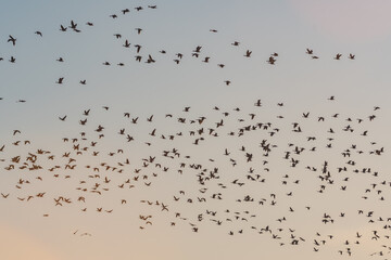 A massive flock of ducks take flight from an empty field in East Arkansas. Multiple hundreds of...