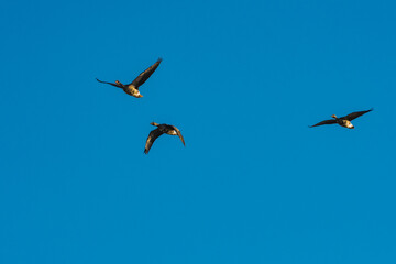 A massive flock of ducks take flight from an empty field in East Arkansas. Multiple hundreds of ducks during their winter migration