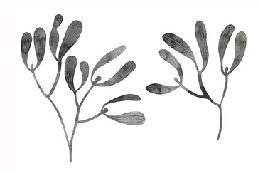 Mistletoe branches watercolor as design elements. Hand drawn sketch watercolour. Isolated in white background