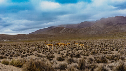 Paisajes del Valle de los Incas, Laguna Humantay y Reserva Salinas - Arequipa, Cusco - Perú
