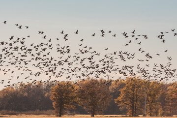 A massive flock of ducks take flight from an empty field in East Arkansas. Multiple hundreds of ducks during their winter migration