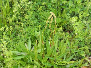 春の野原で成長する野草の新芽