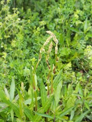 春の野原で成長する野草の新芽
