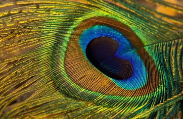 peacock feather close up. Peafowl feather background. Beautiful feather. 