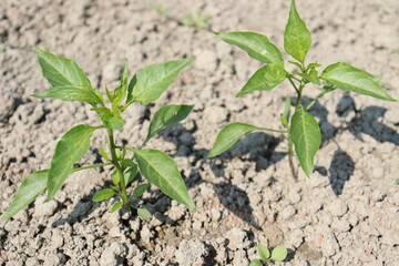 green colored chili tree firm