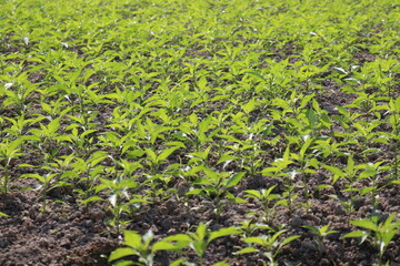 green colored chili tree firm