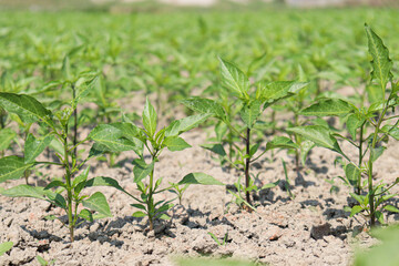 green colored chili tree firm