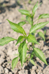 green colored chili tree firm