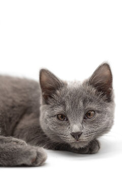 Isolated photos of a grey kitten of British breed