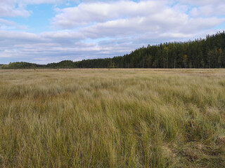 Tall, dry grass growing in a swamp, against the background of a forest and a beautiful sky with clouds..