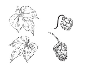 Hand drawn sketch black and white set of whole hops, branch, leaf. Vector illustration. Elements in graphic style label, card, sticker, menu, package. Engraved style illustration.