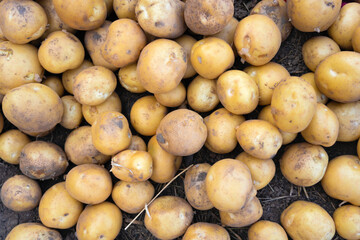 Potato tubers in a farmer's field top view