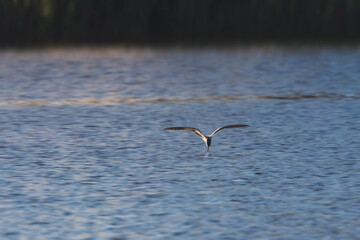 Common Tern on the water ,Sterna hirundo 