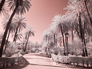 Italy, Sicily, Palermo. Palm trees in the garden Bonanno Palermo