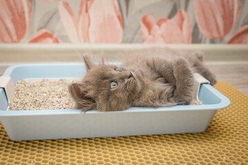 A small gray fluffy kitten lies in a blue cat tray and looks carefully up