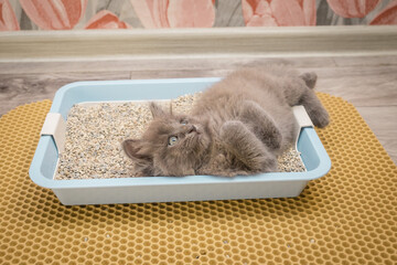 A small gray fluffy kitten lies in a blue cat tray and looks attentively upward with his legs crossed