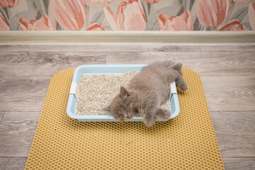 Little gray fluffy kitten sleeps in the cat litter box