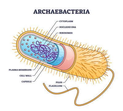 Archaebacteria inner and outer anatomical bacteria structure explanation outline diagram. Labeled educational biological microorganism description with capsule, pilus and flagellum vector illustration