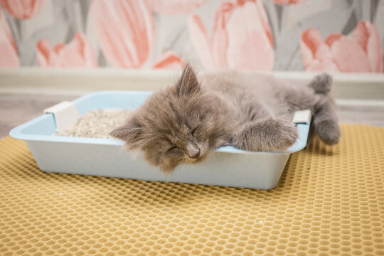 Little gray fluffy kitten sleeps in the cat litter box
