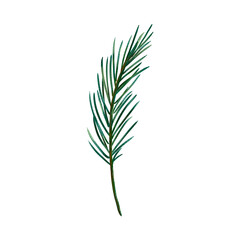 winter greenery, pine branch