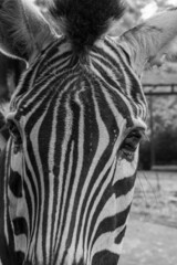 Naklejka na ściany i meble close up of zebra