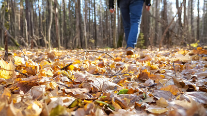 Man in jeans and suede sneakers walks ly through forest stepping on dry yellow fallen leaves on sunny autumn day, close low angle shot