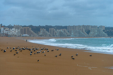Fototapeta na wymiar beach sand and sun and many sea birds