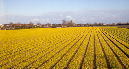Obraz premium Europe, Netherlands. Yellow flower fields.