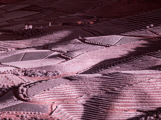 Portugal, Douro Valley. Vineyards draping hillside