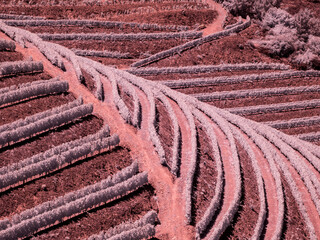 Portugal, Douro Valley. Vineyards draping hillside