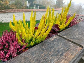 A different color flowers in public places blooming in cold weather