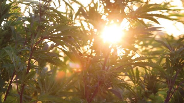 Cannabis agriculture in outdoor farms