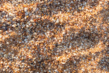 A background of shells on a seashell beach. A large number of small shells. Top view. Flat lay.
