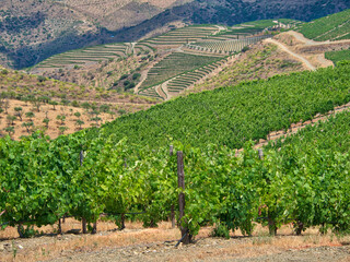 Fototapeta na wymiar Portugal, Douro Valley. Terraced vineyards lining the hills
