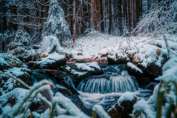 stream in the forest