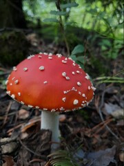 Fly agaric, forest mushrooms in a clearing.