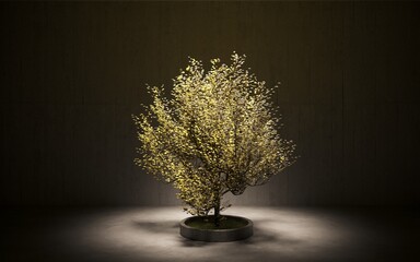 Decorative bonsai tree in interior with dark walls. Stylish houseplant in pot. 3D illustration, cg render