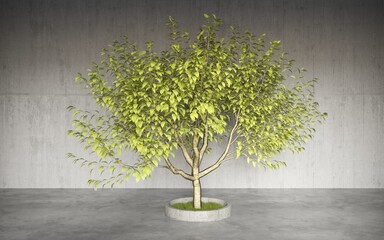 Decorative bonsai tree in interior with dark walls. Stylish houseplant in pot. 3D illustration, cg render